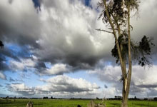 媒体人：国企股东介入后，河南主帅南基一终于允许卡多索入队.